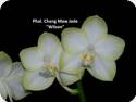 Phal. Chang Maw Jade